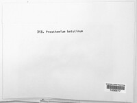 Prosthemium betulinum image